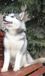 Photo №3. Sale girl Siberian Husky.. Russian Federation