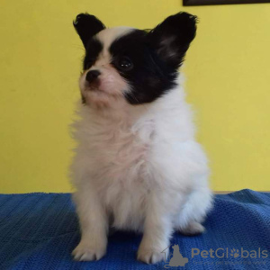 Photo №1. papillon dog - for sale in the city of Saint-Leu-la-Forêt | Is free | Announcement № 94136