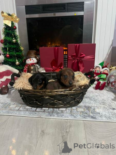 Photo №1. dachshund - for sale in the city of New Garden | 206$ | Announcement № 161026