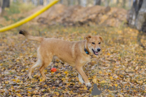 Photo №2 to announcement № 29509 for the sale of non-pedigree dogs - buy in Russian Federation from the shelter