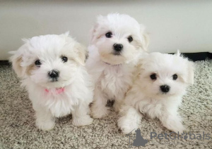 Photo №1. maltese dog - for sale in the city of Munich | 475$ | Announcement № 41588