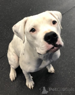 Photo №2 to announcement № 157878 for the sale of american bulldog - buy in Germany from the shelter, breeder