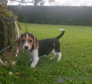 Photo №2 to announcement № 159988 for the sale of beagle - buy in Lithuania private announcement