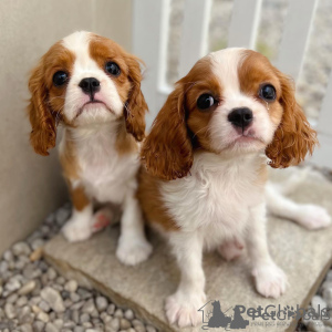 Photo №1. cavalier king charles spaniel - for sale in the city of Brussels | negotiated | Announcement № 124792