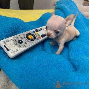Photo №1. chihuahua - for sale in the city of Chicago | 350$ | Announcement № 138071