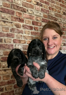 Photo №1. english cocker spaniel - for sale in the city of Berlin | 941$ | Announcement № 139065