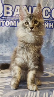 Photo №4. I will sell maine coon in the city of Permian. from nursery - price - 311$