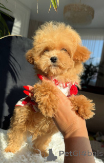 Photo №3. Maltese baby boy. Germany