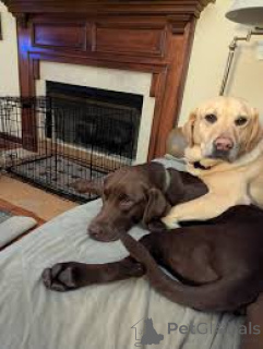 Photo №1. labrador retriever - for sale in the city of Amsterdam | Is free | Announcement № 162425