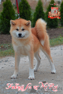 Photo №2 to announcement № 73347 for the sale of akita - buy in Ukraine breeder