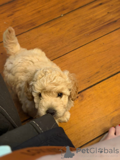 Photo №2 to announcement № 163954 for the sale of border collie - buy in United States private announcement