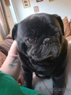 Photo №2 to announcement № 138767 for the sale of pug - buy in Australia private announcement