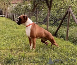 Photo №3. German boxer dog. Serbia