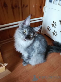 Photo №2 to announcement № 140006 for the sale of maine coon - buy in Russian Federation from nursery