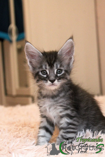 Photo №4. I will sell maine coon in the city of St. Petersburg. private announcement, from nursery, breeder - price - 543$