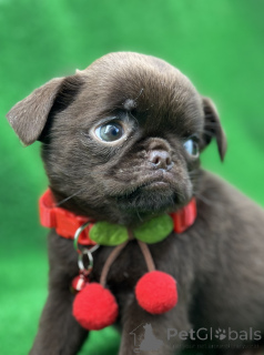 Photo №2 to announcement № 138593 for the sale of brussels griffon - buy in Serbia from nursery, breeder