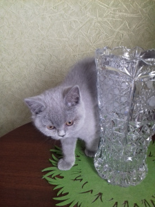 Photo №1. british shorthair - for sale in the city of St. Petersburg | negotiated | Announcement № 1790