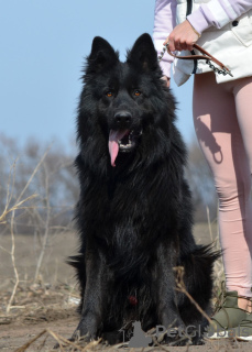 Photo №3. German shepherd puppy, black long haired boy, World Champion Descendant. Ukraine