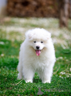 Photo №4. I will sell samoyed dog in the city of Нови Сад.  - price - Is free