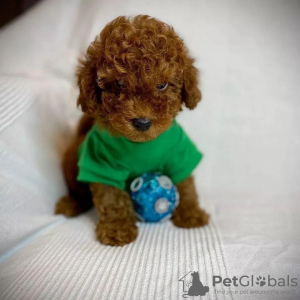 Photo №3. Gorgeous Cavapoo puppies for new homes.. Sweden