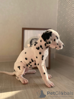 Photo №4. I will sell dalmatian dog in the city of Rome. from nursery - price - 400$