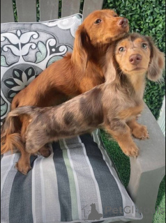 Photo №3. Adorable Miniature Dachshund Puppies. Netherlands