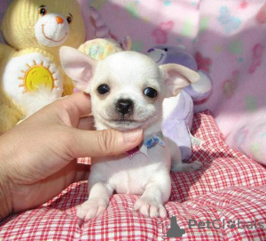 Photo №2 to announcement № 8862 for the sale of chihuahua - buy in France breeder