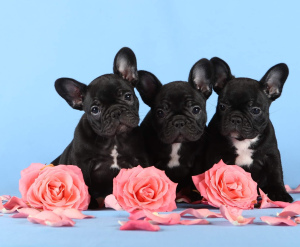 Photo №1. french bulldog - for sale in the city of Zaporizhia | 1095$ | Announcement № 5336