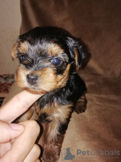 Photo №4. I will sell yorkshire terrier in the city of Зарасай. private announcement, from nursery, breeder - price - 475$
