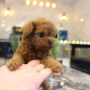 Photo №1. poodle (toy) - for sale in the city of Berlin | 568$ | Announcement № 167650