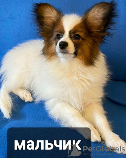 Photo №1. papillon dog - for sale in the city of Гродна | 1000$ | Announcement № 40301