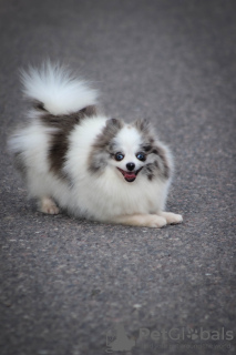 Photo №1. pomeranian - for sale in the city of Vitebsk | 1268$ | Announcement № 104064