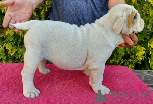 Photo №1. english bulldog - for sale in the city of Gdańsk | 1585$ | Announcement № 71260