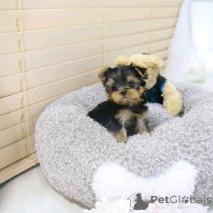 Photo №1. yorkshire terrier - for sale in the city of Helsinki | 465$ | Announcement № 161018
