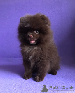Additional photos: sold toy-spitz dark brown color.