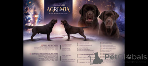 Photo №3. Puppy Labrador-Retriever girl of chocolate color. Russian Federation