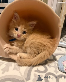 Photo №3. Maine-Coon-Kätzchen. Germany