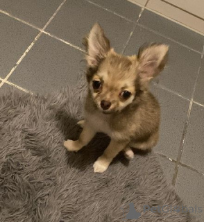 Photo №4. I will sell chihuahua in the city of Chemnitz. private announcement, from nursery - price - 282$