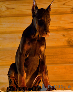 Photo №3. 100% purebred Doberman puppies. Germany