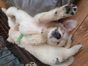 Photo №2 to announcement № 81663 for the sale of golden retriever - buy in Netherlands private announcement