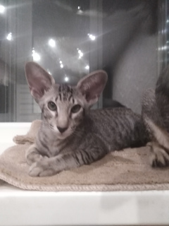 Photo №4. I will sell oriental shorthair in the city of Cherepovets. from nursery - price - 548$