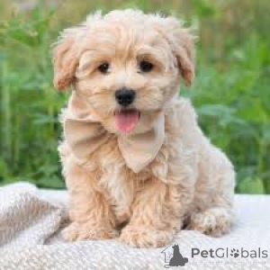 Photo №3. Maltipoo-puppy's te koop. Belgium