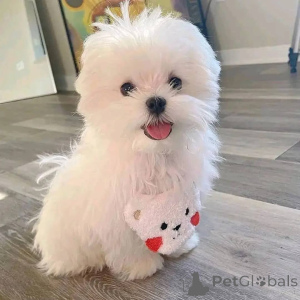Photo №2 to announcement № 171696 for the sale of maltese dog - buy in Austria private announcement