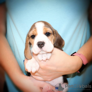 Additional photos: Beautiful beagle puppies looking for