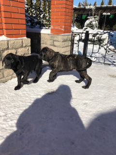 Photo №3. Gorgeous puppies from purebred parents of champions. Ukraine