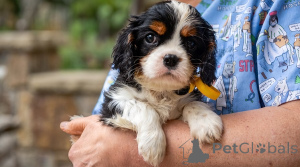 Photo №1. cavalier king charles spaniel - for sale in the city of Belgrade | negotiated | Announcement № 176477