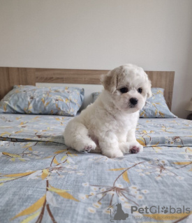 Photo №1. bichon frise - for sale in the city of Loznica | negotiated | Announcement № 94305