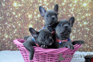 Photo №3. French Bulldog Puppies for adoption. Germany