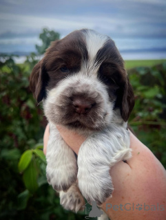 Photo №1. english cocker spaniel - for sale in the city of Avançon | negotiated | Announcement № 159140