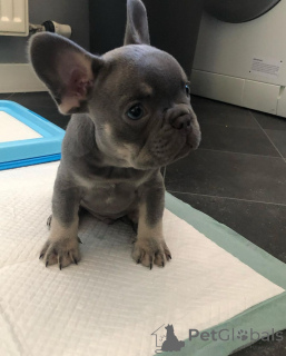 Photo №1.  - for sale in the city of Florence | Is free | Announcement № 163573